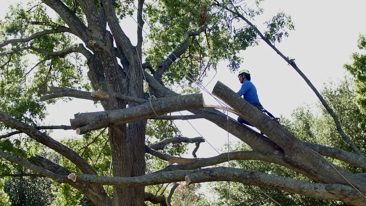 Professional Hazardous Tree Removal performed by certified arborists in Plainfield